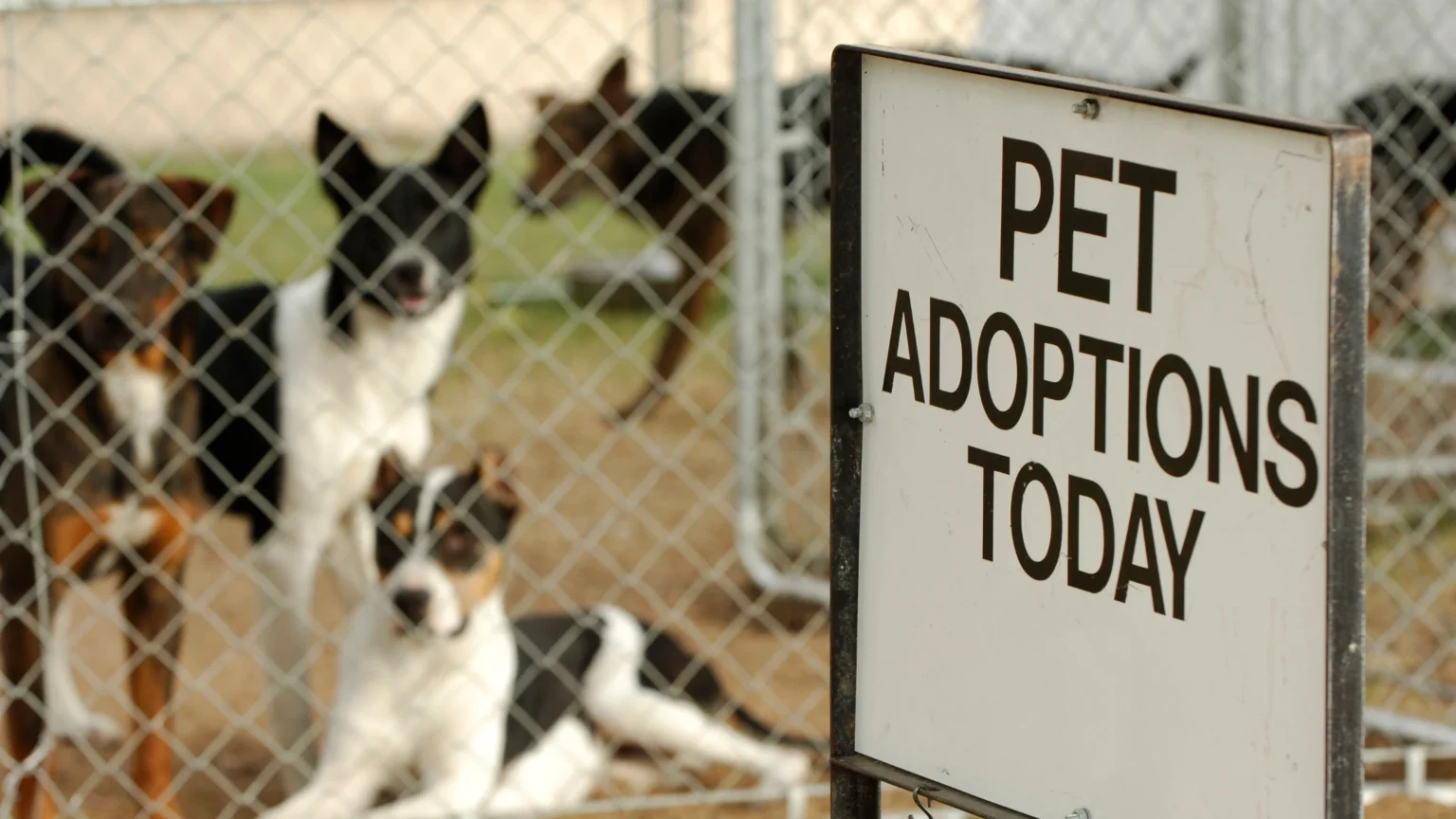 A vibrant sign announcing pet adoptions today, aimed at educating the public on common myths and the joys of adopting pets.