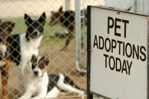 A vibrant sign announcing pet adoptions today, aimed at educating the public on common myths and the joys of adopting pets.