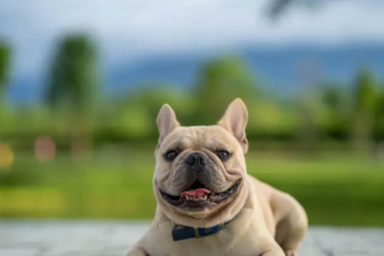 New Frenchie Puppy? Here Are Some Training Tips