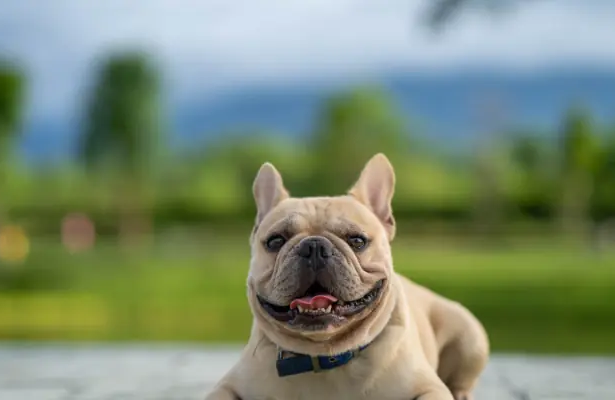 New Frenchie Puppy? Here Are Some Training Tips
