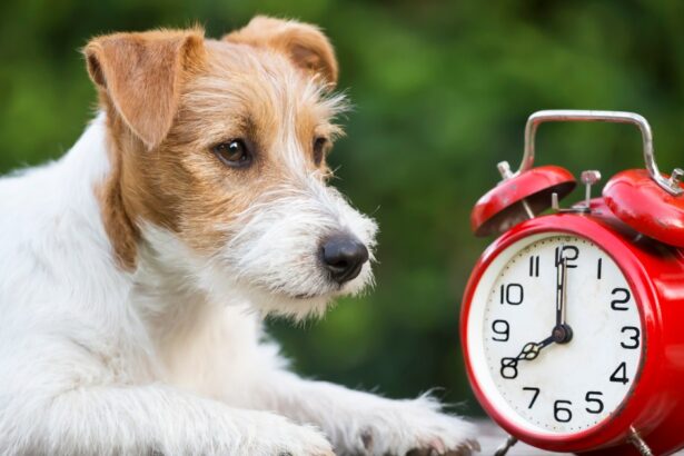 How the End of Daylight Saving Time Affects Your Dog