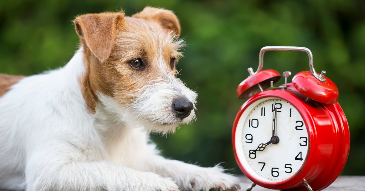How the End of Daylight Saving Time Affects Your Dog