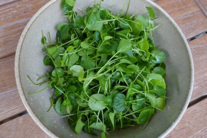 Can Dogs Eat Watercress? Is Watercress Safe For Dogs?