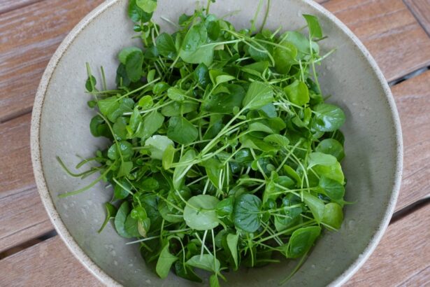 Can Dogs Eat Watercress? Is Watercress Safe For Dogs?