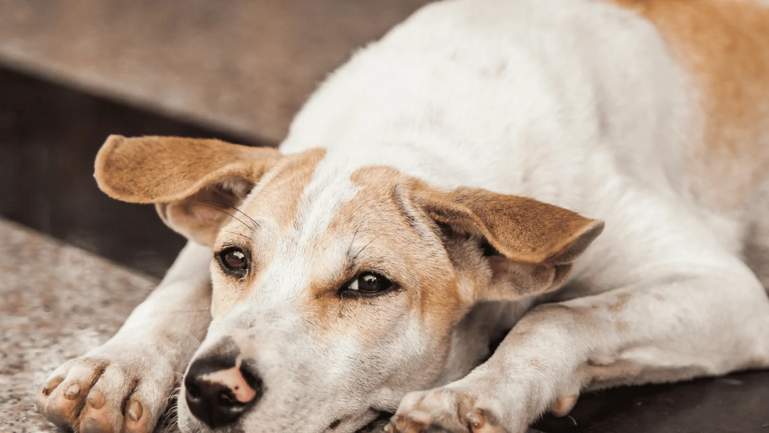A rescue dog lying on the ground, illustrating the adjustment period for newly adopted pets.