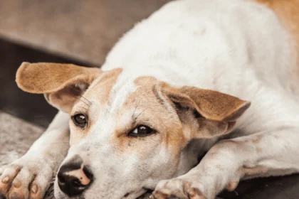 A rescue dog lying on the ground, illustrating the adjustment period for newly adopted pets.
