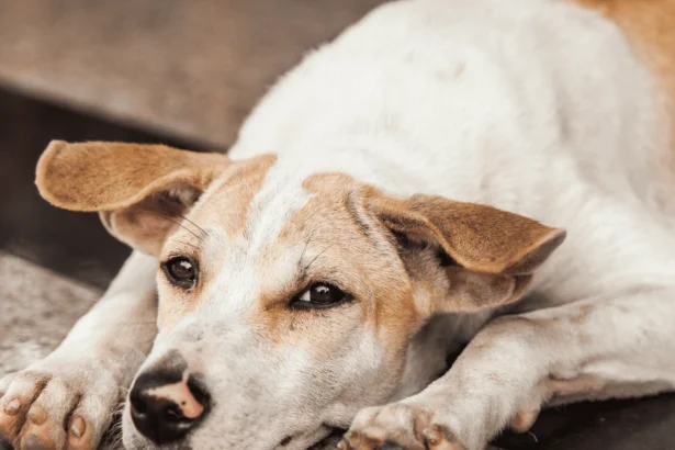 A rescue dog lying on the ground, illustrating the adjustment period for newly adopted pets.