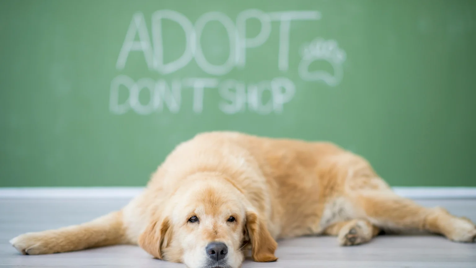 A dog sprawled on the floor beside a chalkboard displaying "Adopt Don't Shop," highlighting the importance of pet adoption.