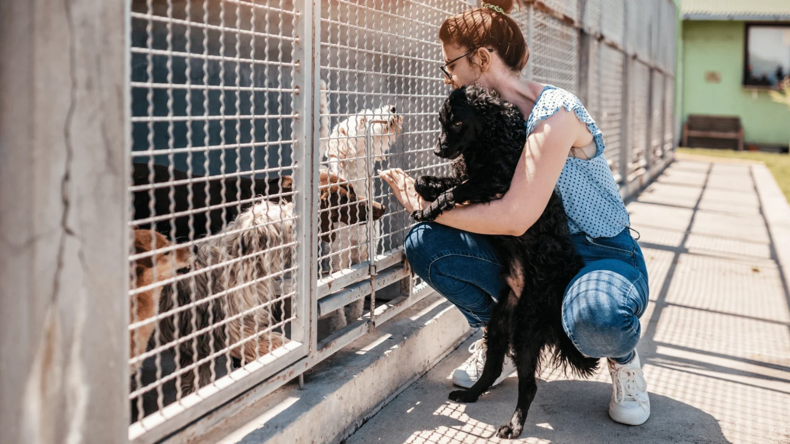 How to Introduce a Rescue Dog to Your Other Pets: A Guide for Pet Owners