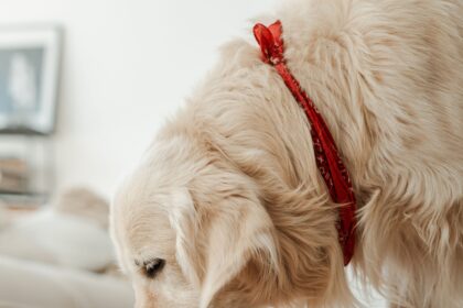 How does 60% Protein Dog Food Benefit Your Dog?