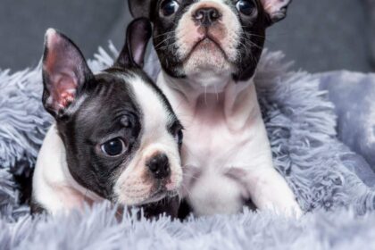 Boston Terrier Puppy Pictures and Facts
