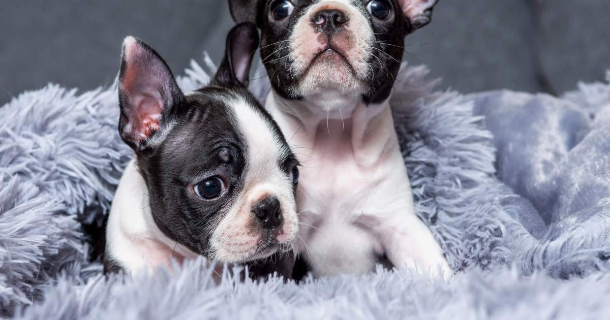 Boston Terrier Puppy Pictures and Facts