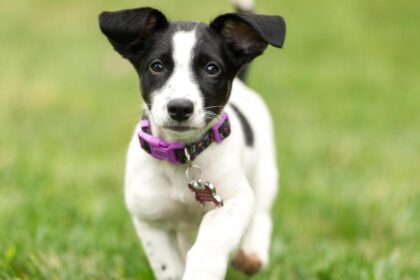 Jack Russell Terrier Puppy Pictures and Facts