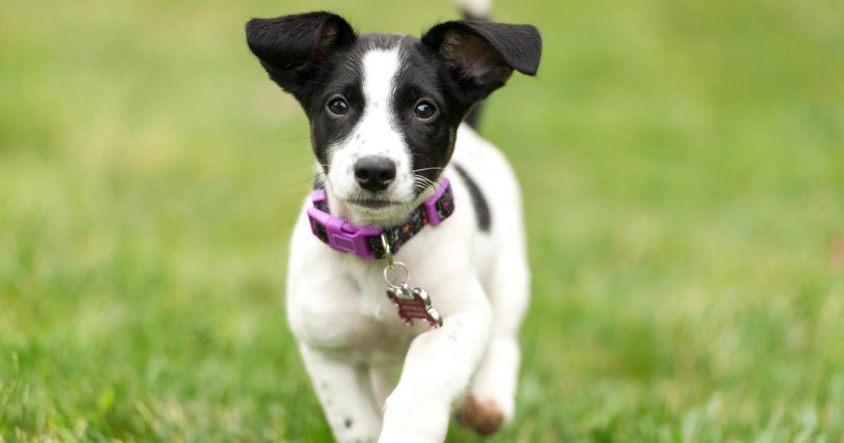 Jack Russell Terrier Puppy Pictures and Facts