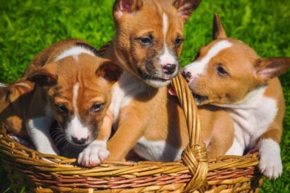 Basenji Puppy Pictures and Facts