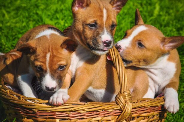 Basenji Puppy Pictures and Facts
