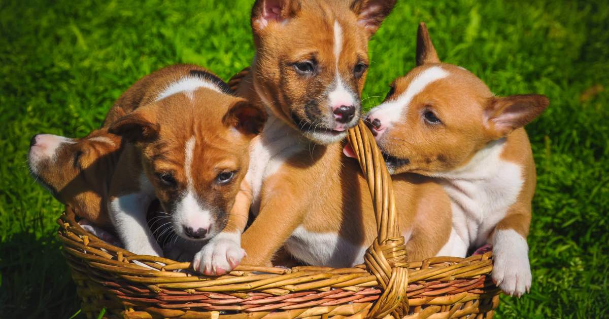 Basenji Puppy Pictures and Facts