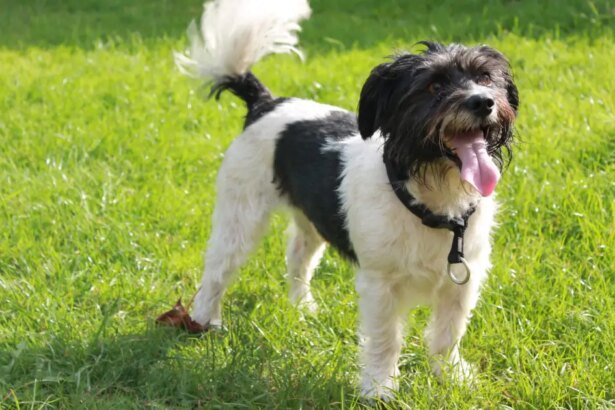 What a Dog’s Tail Is Telling You