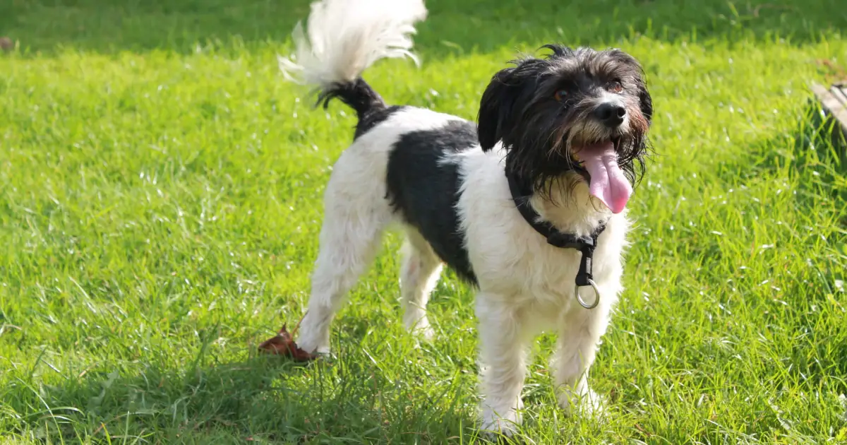 What a Dog’s Tail Is Telling You