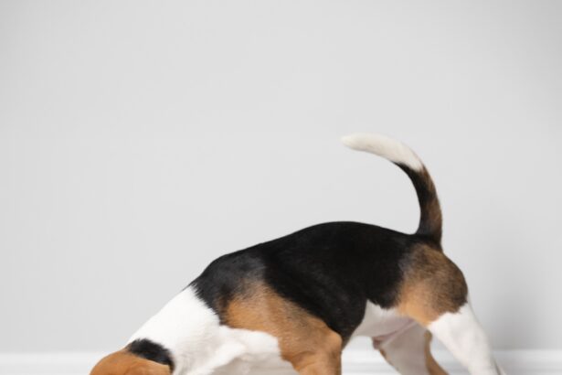 Should You Give Your Dog Gravy Food This Summer to Stay Hydrated?