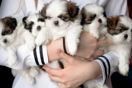 Choose A Pro, Avoid Backyard Breeders