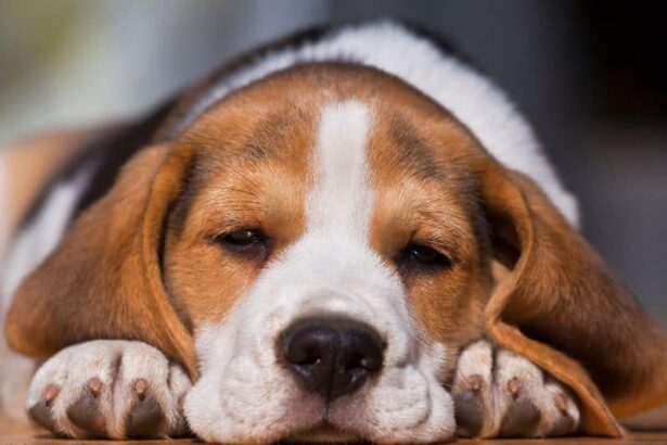 Beagle pup lying on wood floor