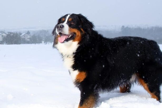 11 Of The Best Outdoor Dog Breeds