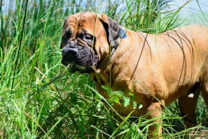 Extra Large Dog Breed - Bullmastiff