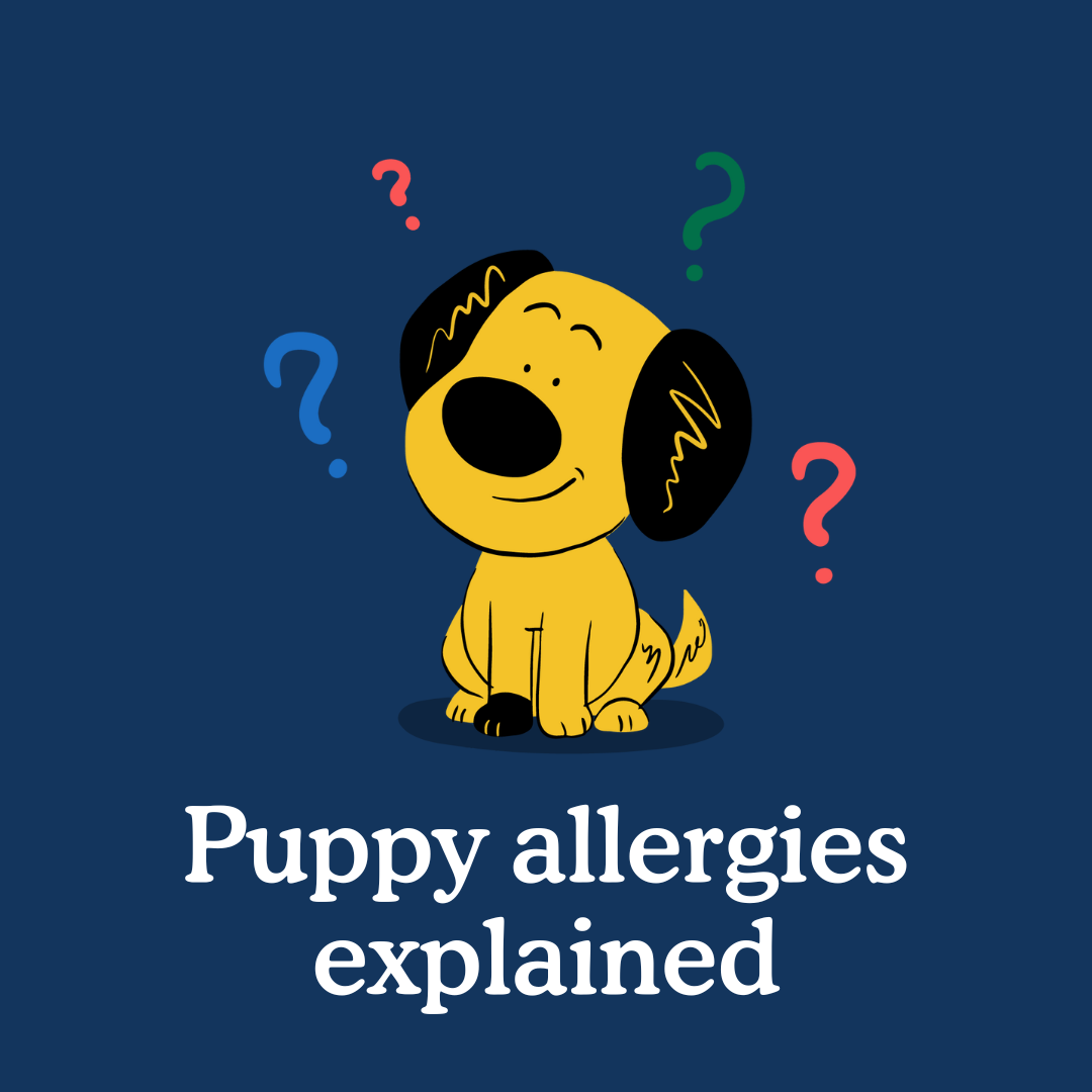 Can Puppies Get Allergies?