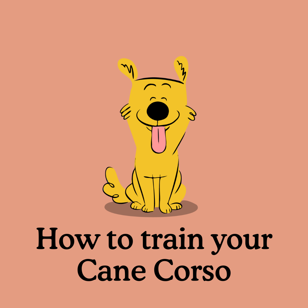 How to train a Cane Corso puppy – everything you need!