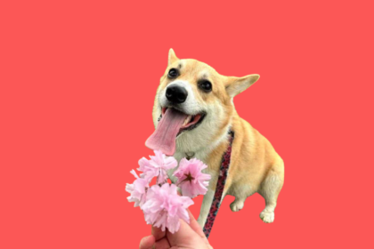 How to train a Corgi puppy – everything you need!