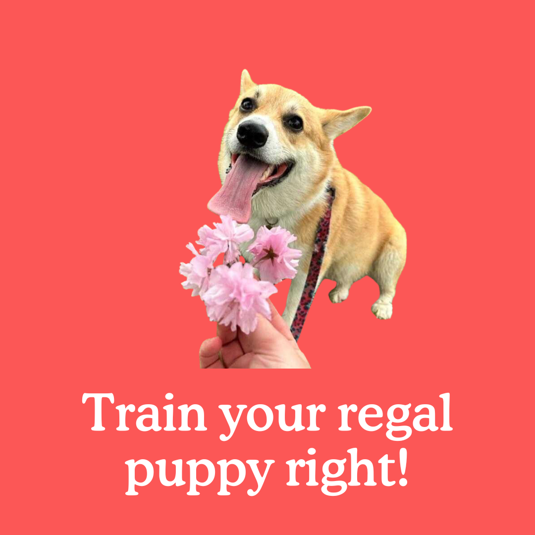 How to train a Corgi puppy – everything you need!