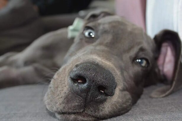 10 Reasons You Should Own A Great Dane