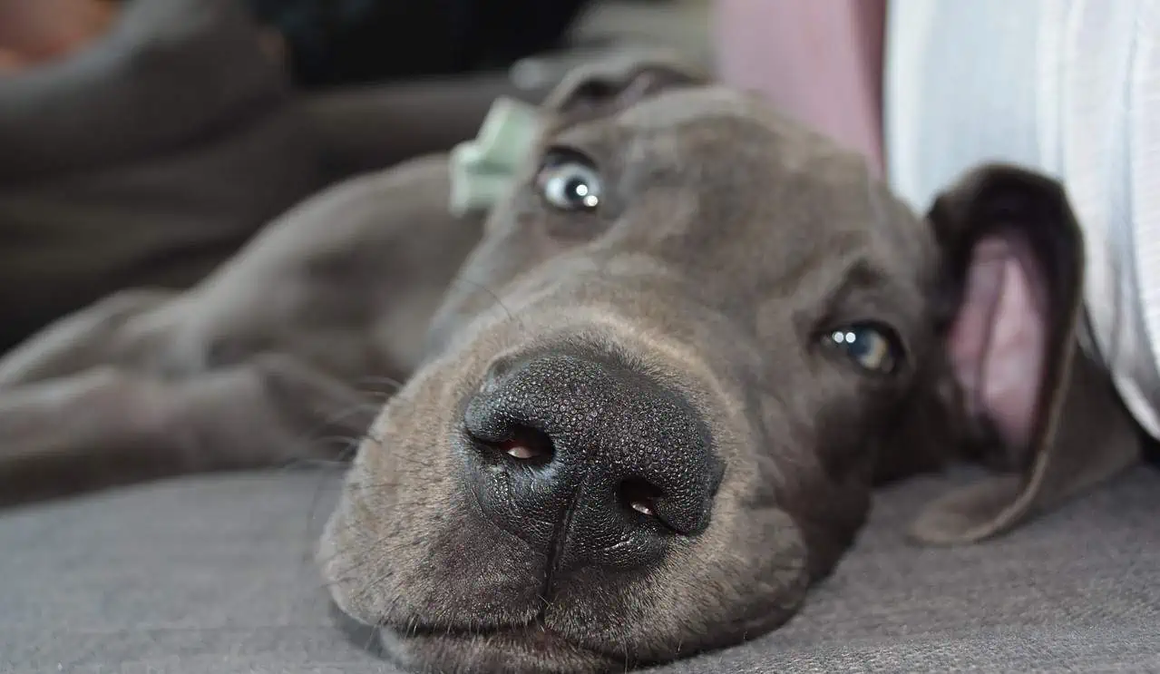 10 Reasons You Should Own A Great Dane