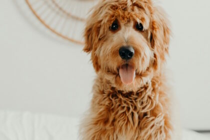 How to care for your doodle's coat