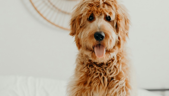 How to care for your doodle's coat