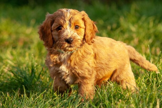 Puppy vs adult food: what our experts want you to know