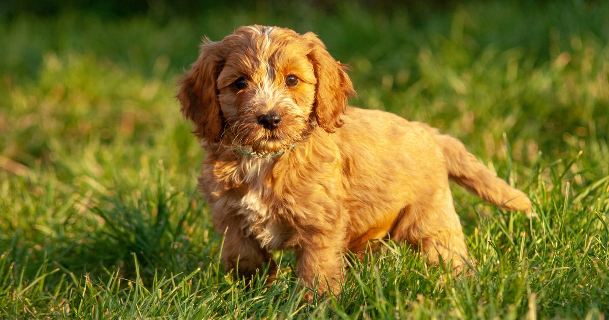 Puppy vs adult food: what our experts want you to know