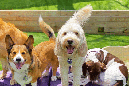 What You Need to Know About Puppy Socialization