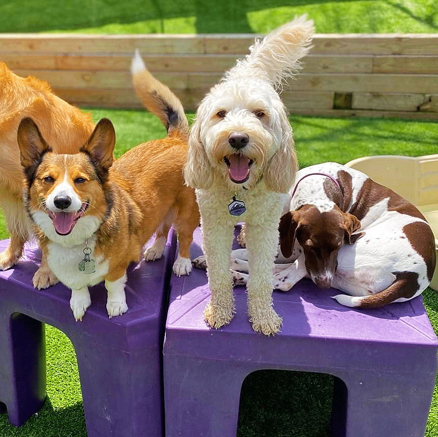 What You Need to Know About Puppy Socialization