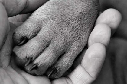 Is It Ethical To Buy A French Bulldog?
