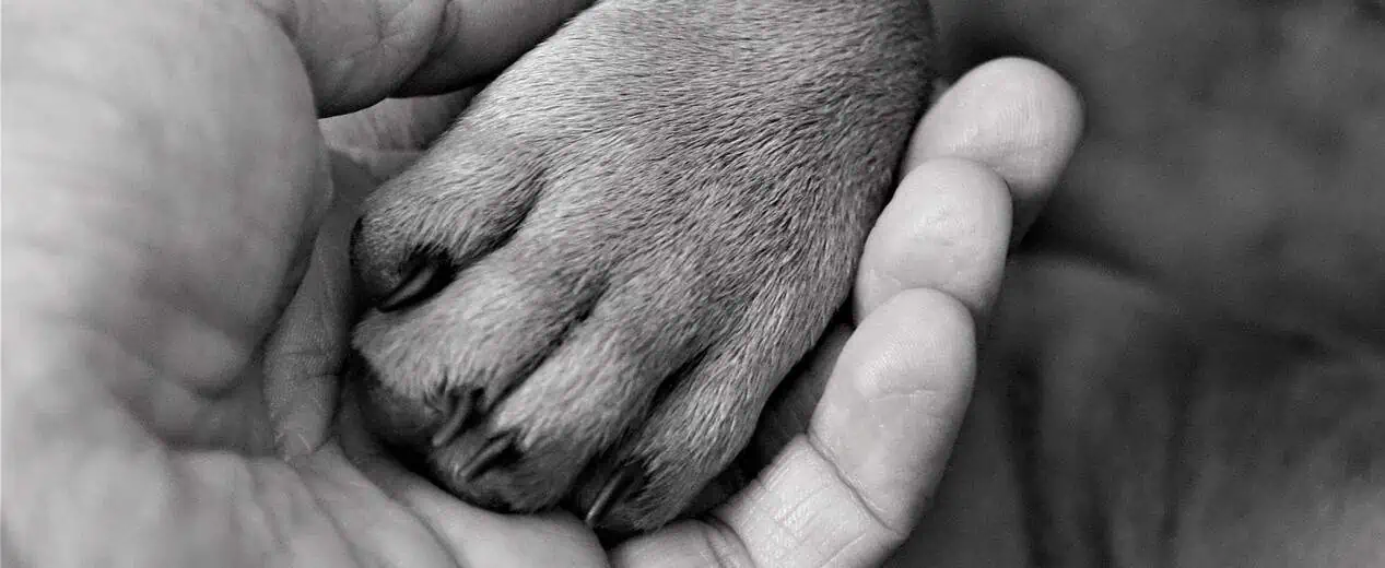 Is It Ethical To Buy A French Bulldog?