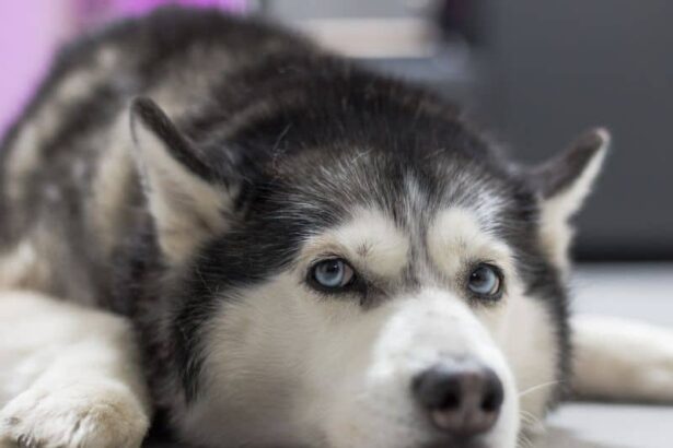 So You Want A Husky? - Husky lying on the ground.