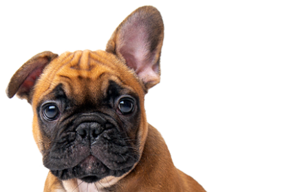 Do Dogs Get Sad? - Central Bark USA