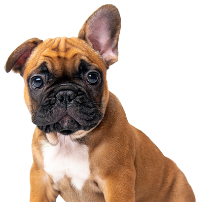 Do Dogs Get Sad? - Central Bark USA