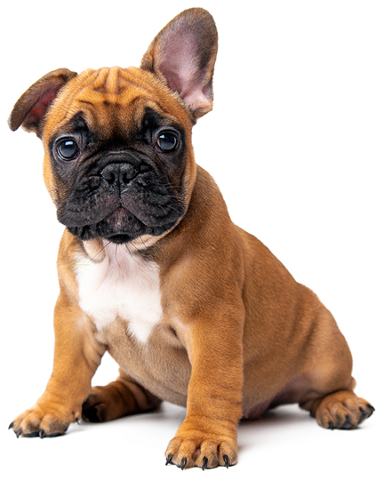 Do Dogs Get Sad? - Central Bark USA