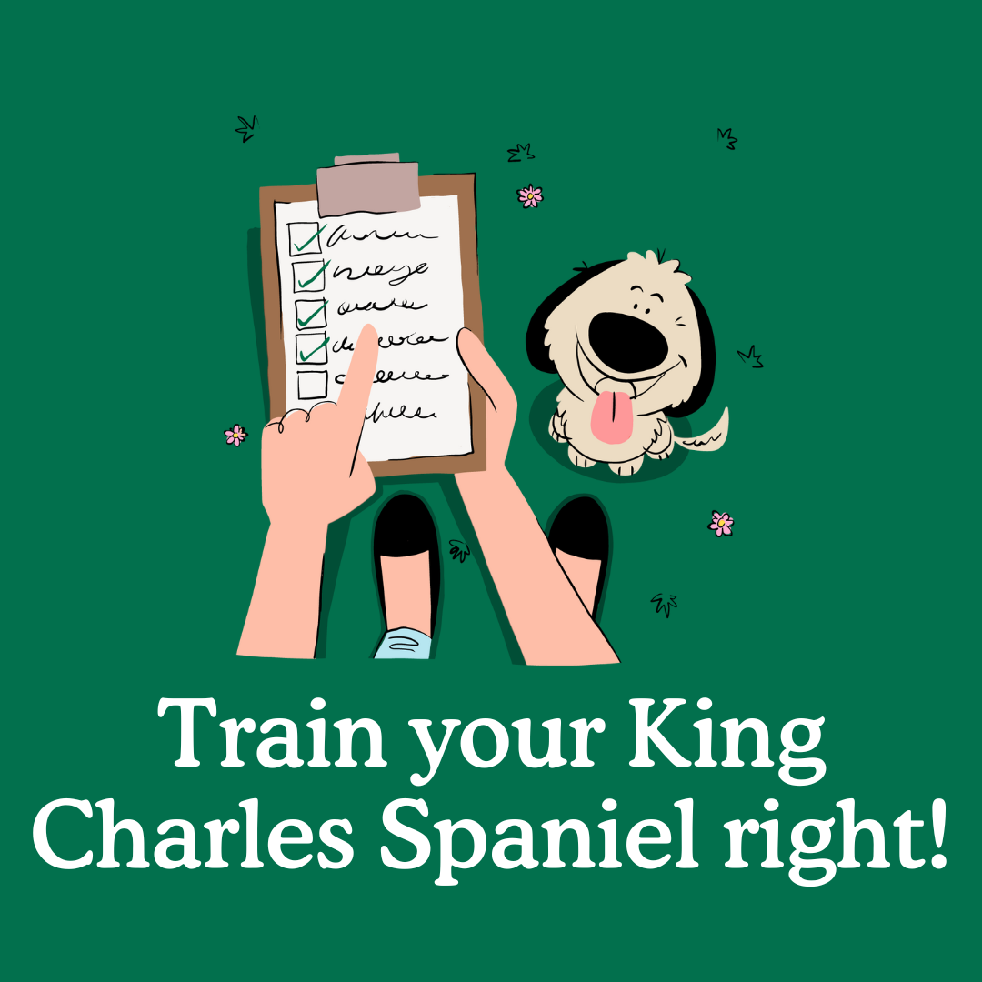 How to train a King Charles Cavalier puppy – everything you need!