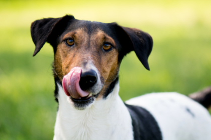 Why Do Dogs Lick Their Own Wounds?