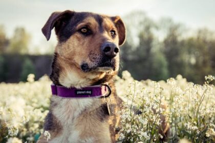 What to do if your dog was bitten by another dog