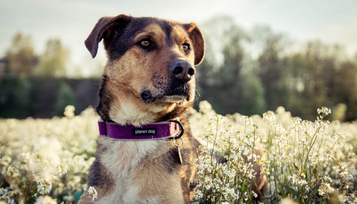 What to do if your dog was bitten by another dog